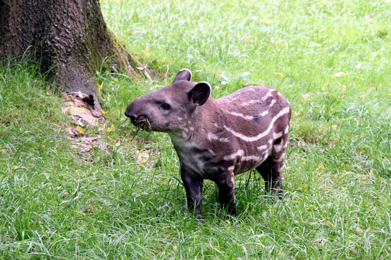 Tudj meg mindent a tapírról